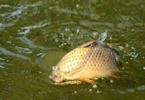 初春野钓鲤鱼方法及注意事项 钓位如何选择