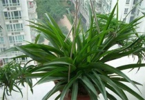 牡丹吊兰怕冻吗？