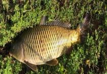 春季钓鲤鱼技巧大全 附其钓饵选择