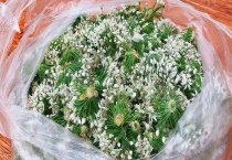 韭菜花能否生吃 常见吃法有哪些？