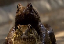 石蛙的生长过程 主要从四个阶段来描述