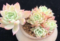 多肉控养是怎么回事