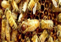 养蜂怎样人工育王 人工育王的条件是什么？