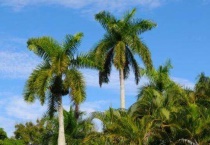 芭蕉扇是什么树的叶子