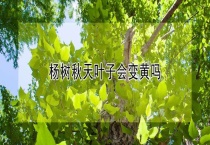 杨树秋天叶子会变黄吗？