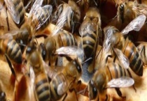 割脾造王的原理及育王技术 附注意事项