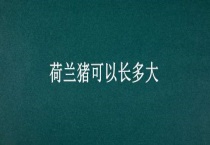 荷兰猪可以长多大