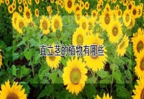 直立茎的植物有哪些？