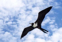 鸟是脊椎动物吗？