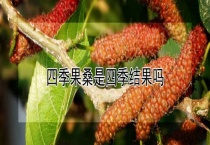 四季果桑是四季结果吗？