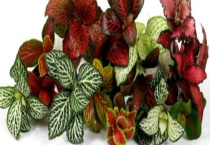 网纹草叶子蔫了怎么办 原因是什么？