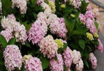 杀虫剂对植物有伤害吗？