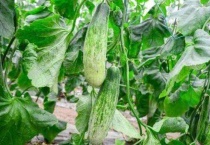 羊角瓜是搭架子还是爬地