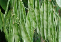 扁豆能否生吃 吃扁豆后中毒怎么办 扁豆有哪些作用