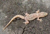 壁虎为什么不能打