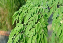 辣木的种植条件 辣木的种植价值