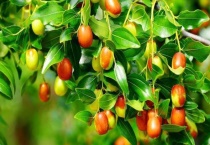 枣树结的枣生虫怎么办？