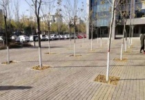 树木生根剂用什么代替