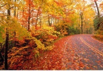 枫叶几月份变红