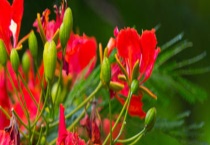 凤凰花几月开花 附种植要点