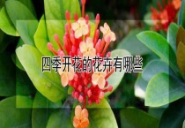四季开花的花卉有哪些？