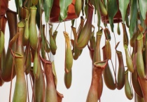 猪笼草为什么会吃虫子？是怎么捕虫的 生长条件如何