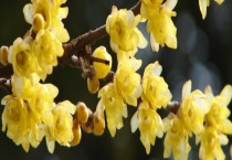 腊梅的种植季节 腊梅小苗什么时候种植成活率高
