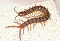 雷公虫和蜈蚣区别？