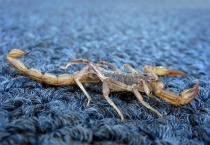 蝎子有几只眼睛