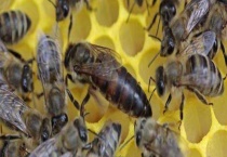 新蜂王和老蜂王怎么识别 详细介绍