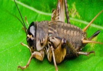 蟋蟀吃什么 有哪些生活习性