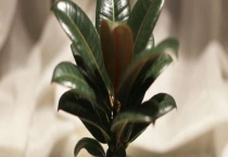 耐荫的室内植物有哪些？