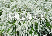 雪柳是柳树吗？