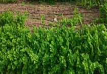 葳菜是不是食虫植物 食虫植物是什么？