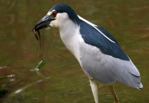 夜游鹤是不是保护动物 夜游鹤长什么样子