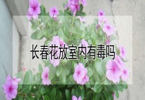 长春花放室内有毒吗？