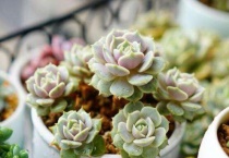 多肉被冻软了还能活吗？