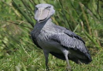 鹳为什么杀死幼鸟