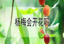 杨梅会开花吗？