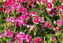 石竹花繁殖多久？