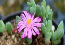 碧玉莲和鹿角海棠区别？ 注意鹿角海棠夏天要对其降温