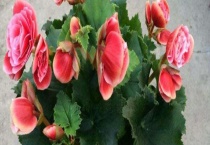 丽格海棠叶卷边是什么原因 附补救多久？