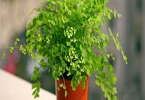 铁线蕨的作用有哪些 作用多养护简单