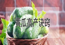 黄瓜高产诀窍