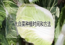 大白菜种植时间和多久？