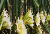 龙骨花烂根的防治方法 烂根的原因是什么？