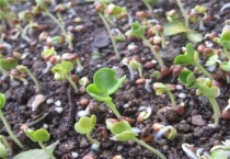 冬季种植萝卜芽不出芽怎么办？