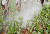 草甘膦的作用和注意事项 附有效的作物对象