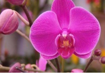 无根的蝴蝶兰怎么生根