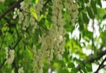 地黄的炮制方法 有以下几个方面